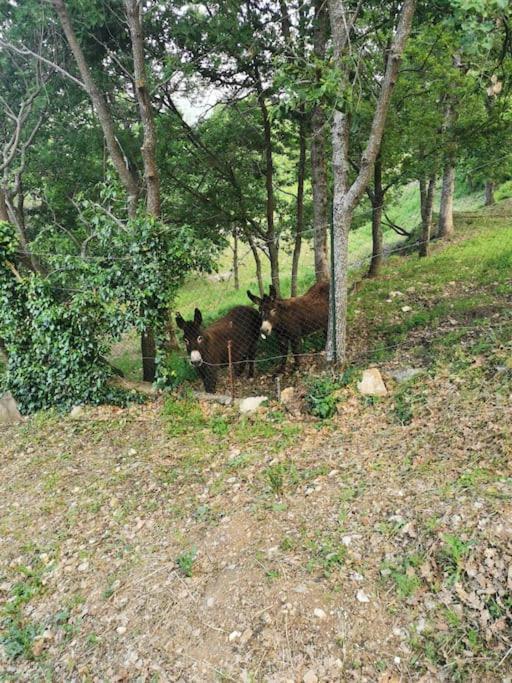 Appartement 2 Ou 4 Personnes. Venaco Venaco  Luaran gambar